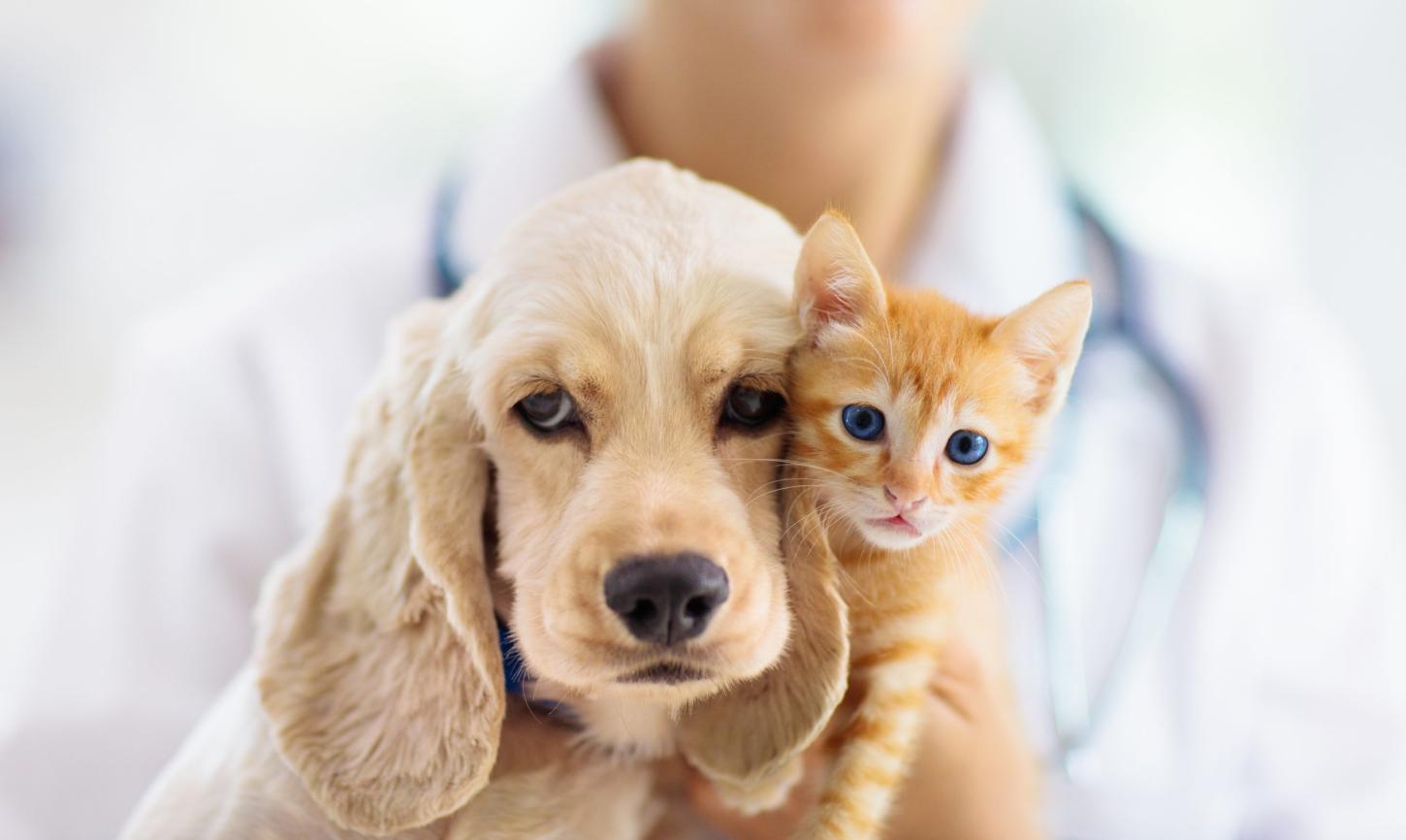 Dia D de vacinação de cães e gatos acontece hoje (23) no Bauxi e no dia 24 na cidade de Rosário Oeste